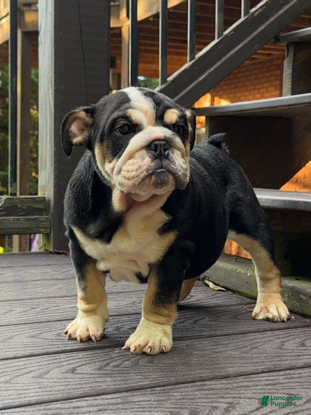 English Bulldog dogs for sale: Raven - Ad 7