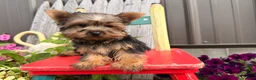 Yorkshire Terrier dogs for sale: Nicole Yorkshire Terrier  - Ad 6