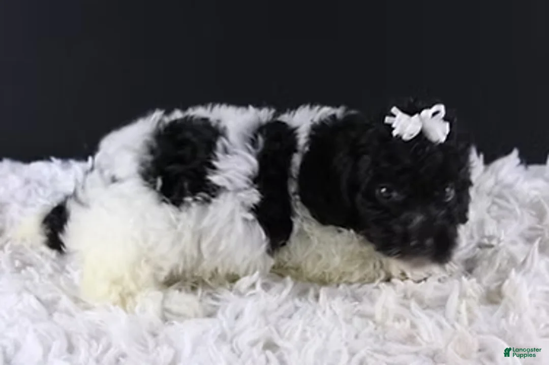 Toy Poodle dogs for sale: Ari - Ad 3