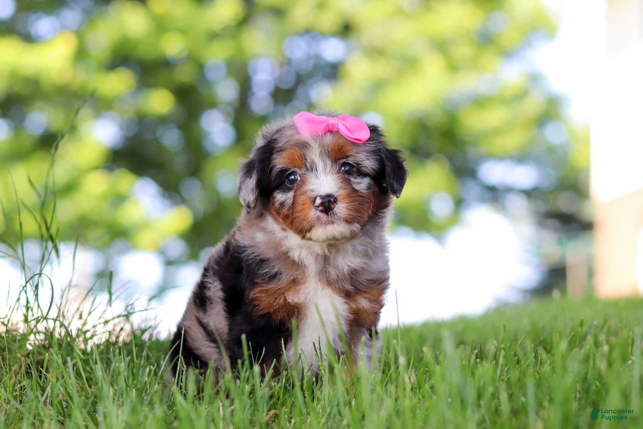 Mini Bernedoodle dogs Firefly - Ad 2