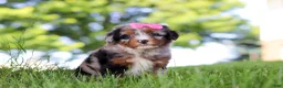 Mini Bernedoodle dogs for sale: Firefly - Ad 2