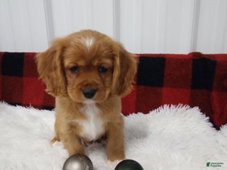 Cockalier dogs - Ad 25