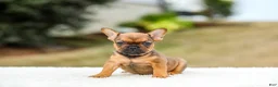 French Bulldog dogs for sale: Nico - Ad 11