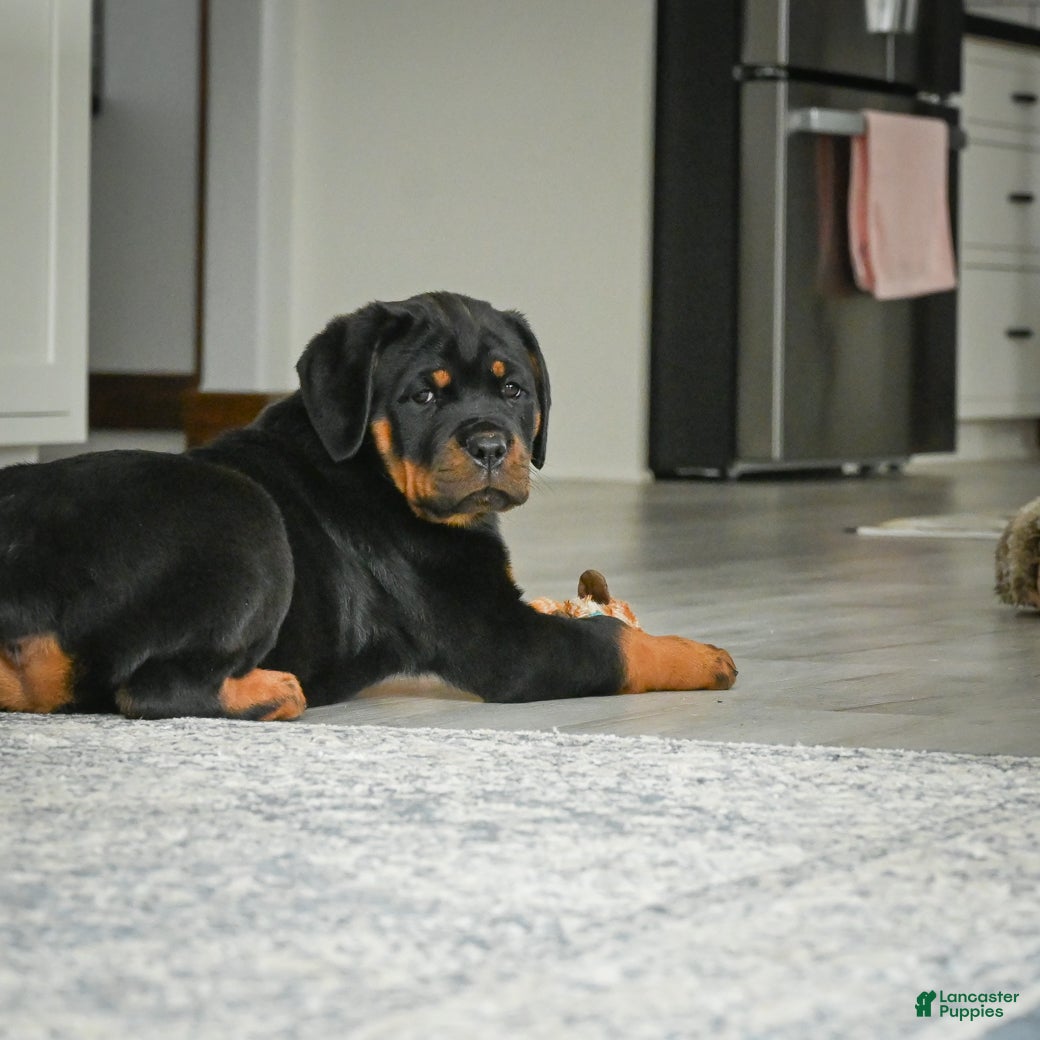 Rottweiler dogs Princess - Ad 2