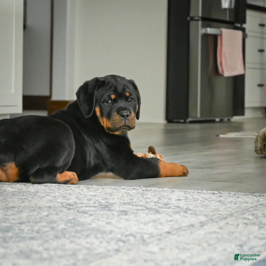 Rottweiler dogs for sale: Princess - Ad 2
