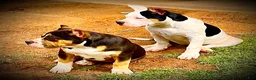 American Bully dogs for sale: American Bully Puppy 1 - Ad 39