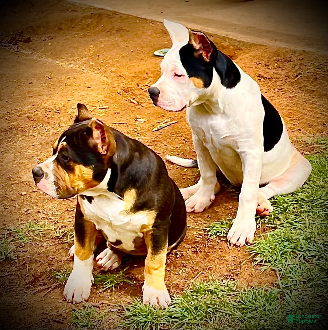 American Bully dogs for sale: American Bully Puppy 1 - Ad 39