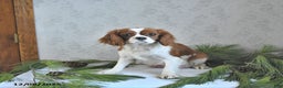 Cavalier King Charles Spaniel dogs for sale: Noelle - Ad 6