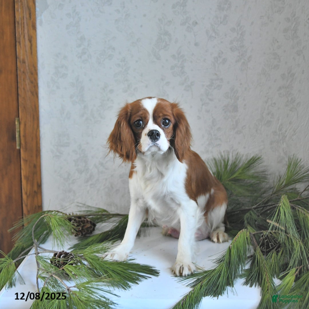 Cavalier King Charles Spaniel dogs for sale: Noelle - Ad 6