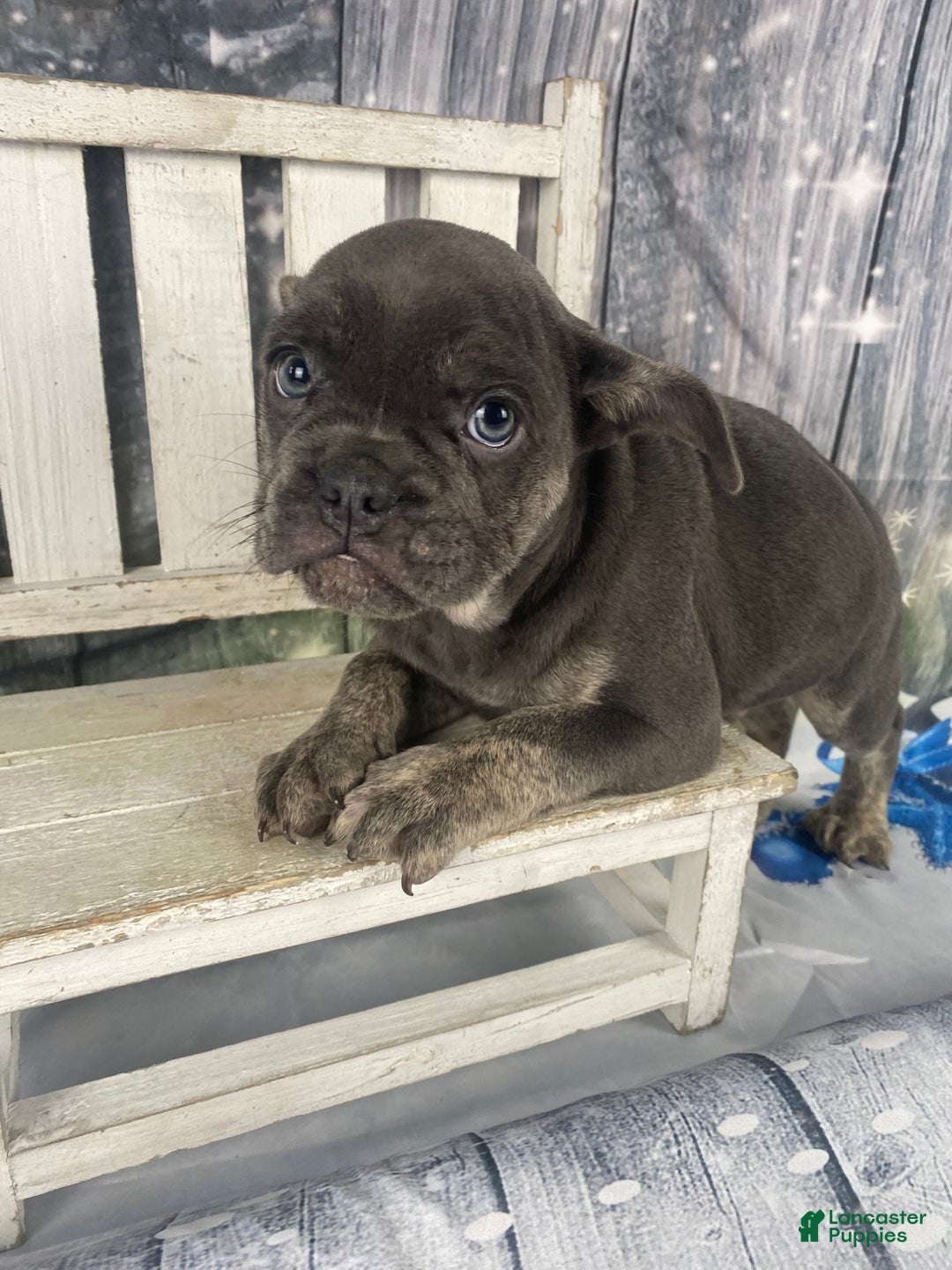 Mixed Breed dogs for sale: Billy - Ad 2