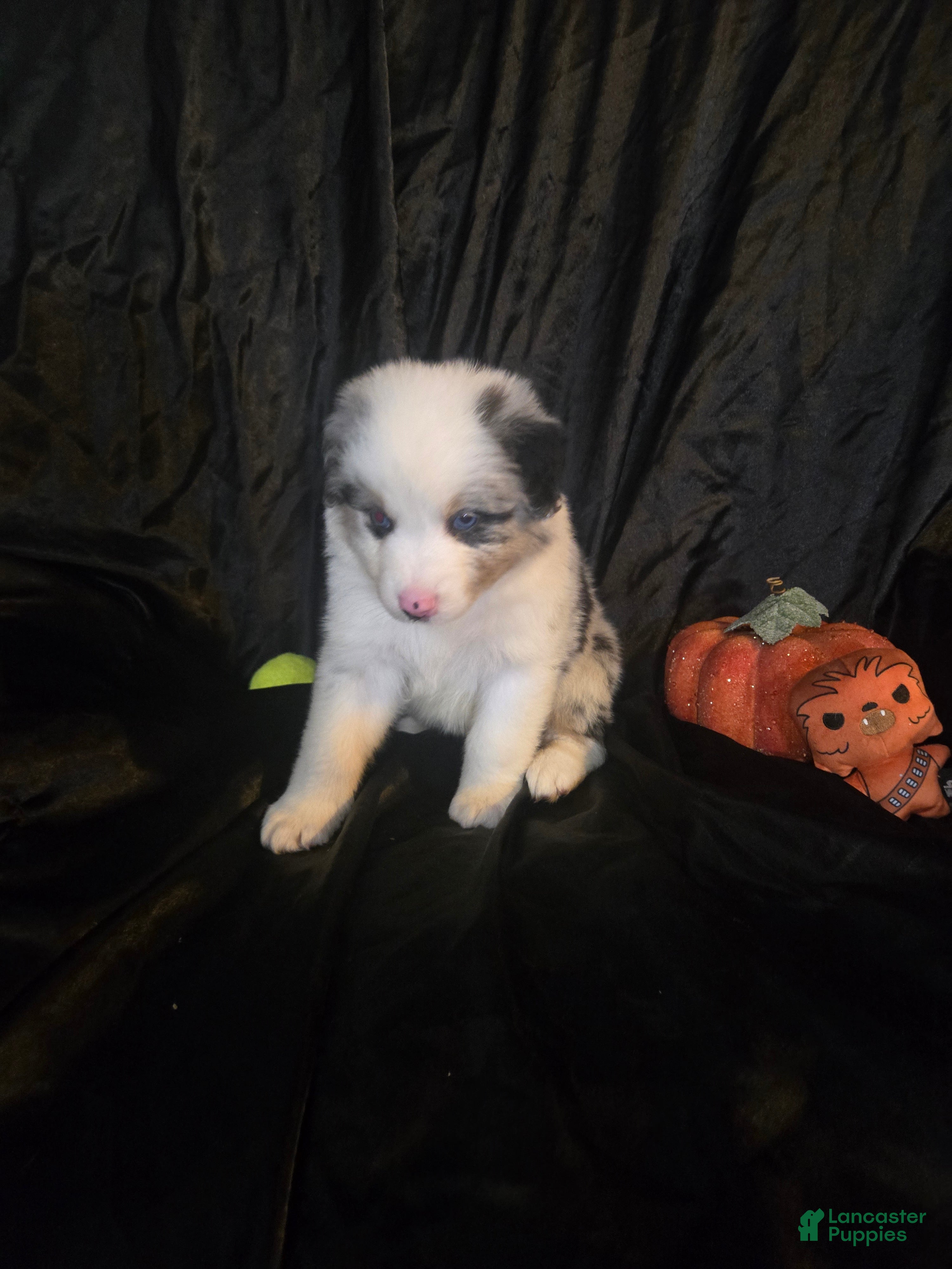 Australian Shepherd dogs "Dagger" blue merle with brown (blue eyes) - Ad 25