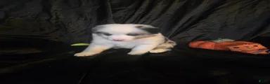 "Dagger" blue merle with brown (blue eyes)