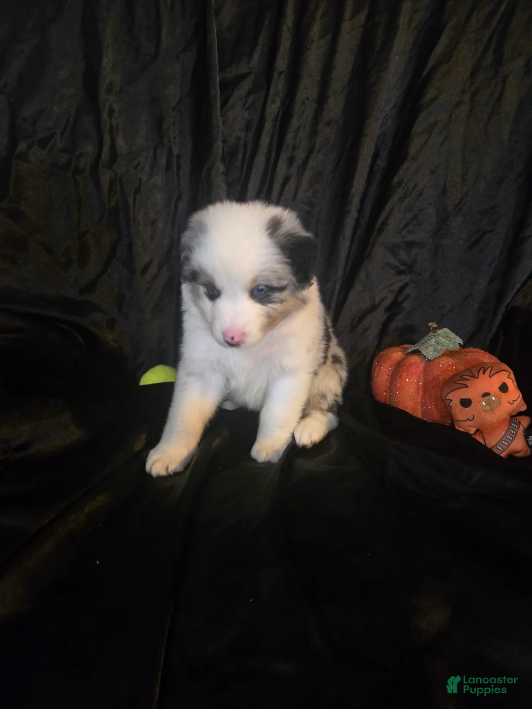 Australian Shepherd dogs for sale: "Dagger" blue merle with brown (blue eyes) - Ad 1