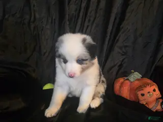 Australian Shepherd dogs "Dagger" blue merle with brown (blue eyes) - Ad 5