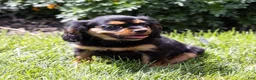 Cavalier King Charles Spaniel dogs for sale: Waldo - Ad 4