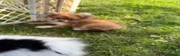 Pomeranian dogs for sale: Bambi - Ad 3