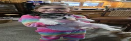 Russell Terrier dogs for sale: Boardman Valley Maggie  - Ad 3