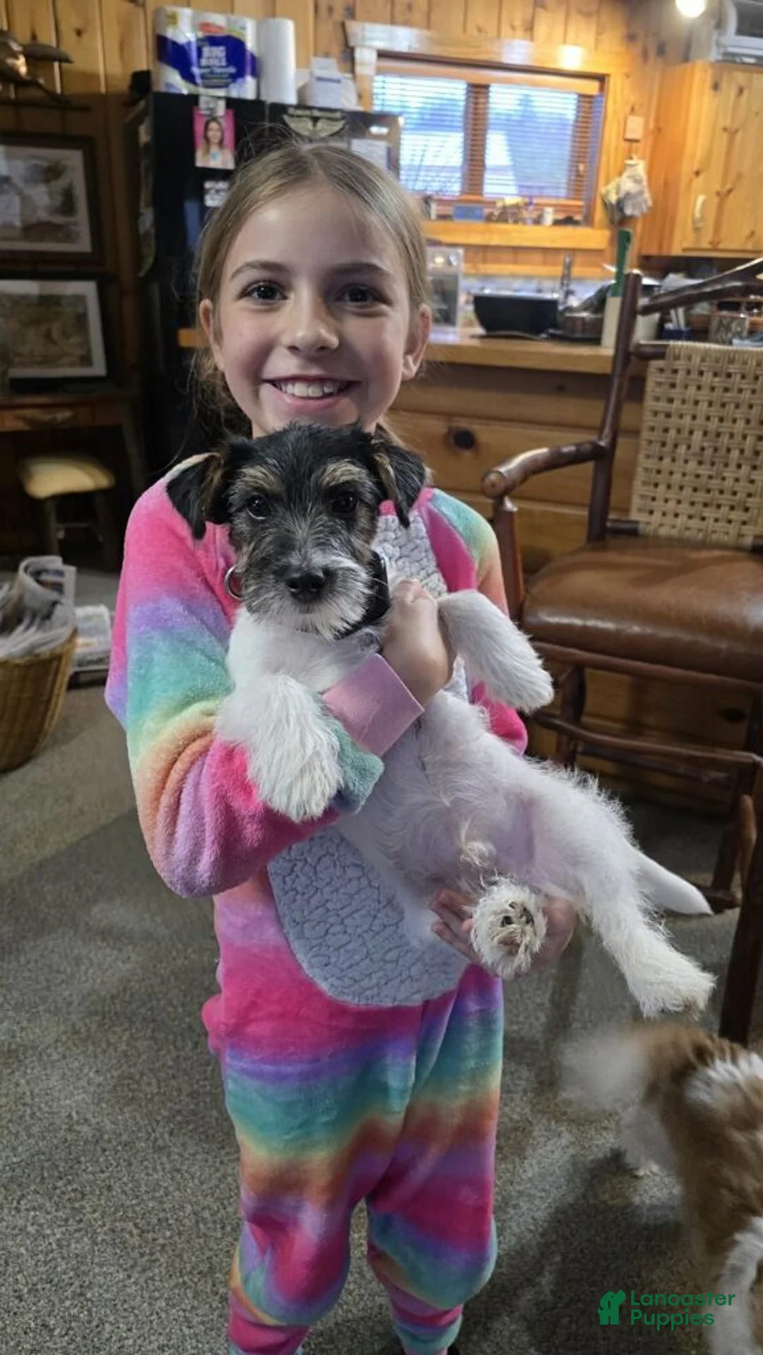 Russell Terrier dogs for sale: Molly - Ad 2