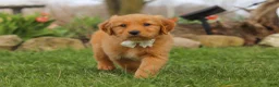Golden Retriever dogs for sale: Hazel - Ad 8
