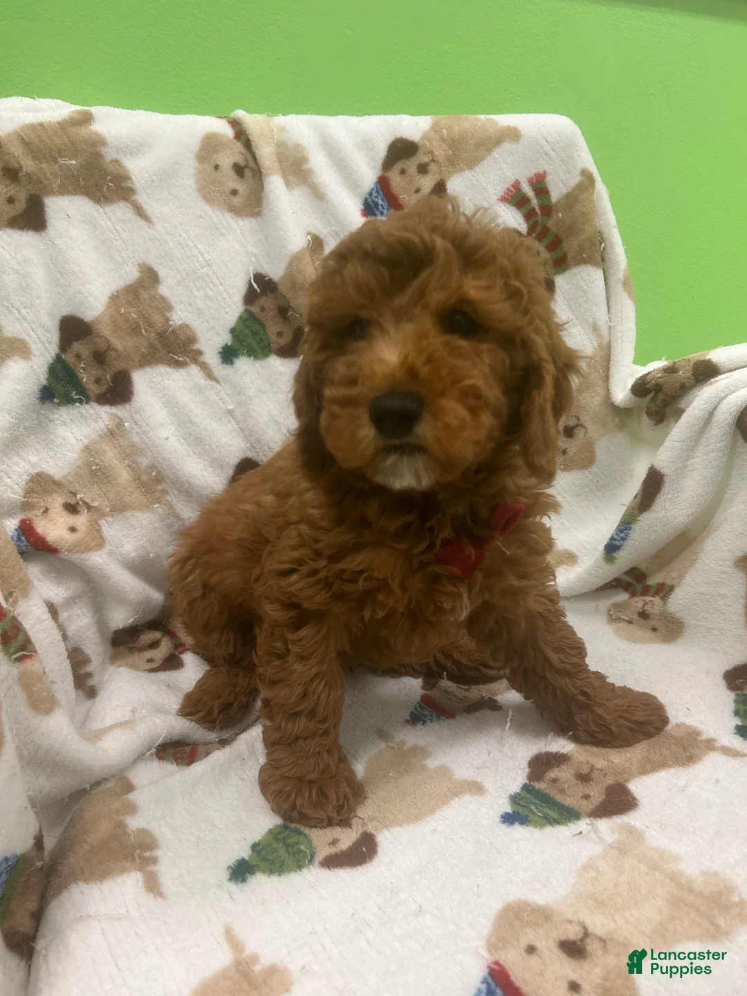 Mini Goldendoodle dogs for sale: Cashew  - Ad 2