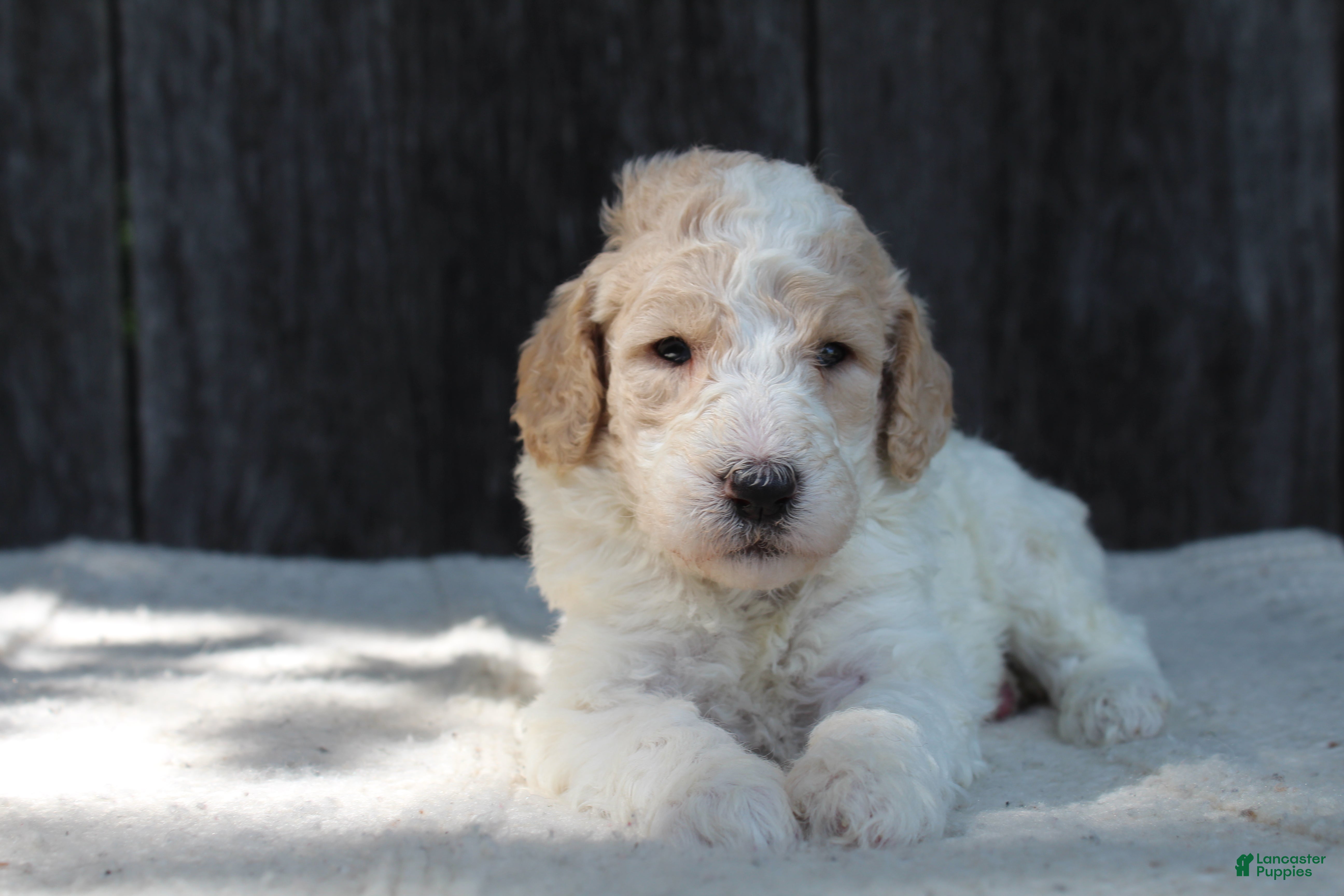 Standard Poodle dogs Willow AKC standard poodle - Ad 1