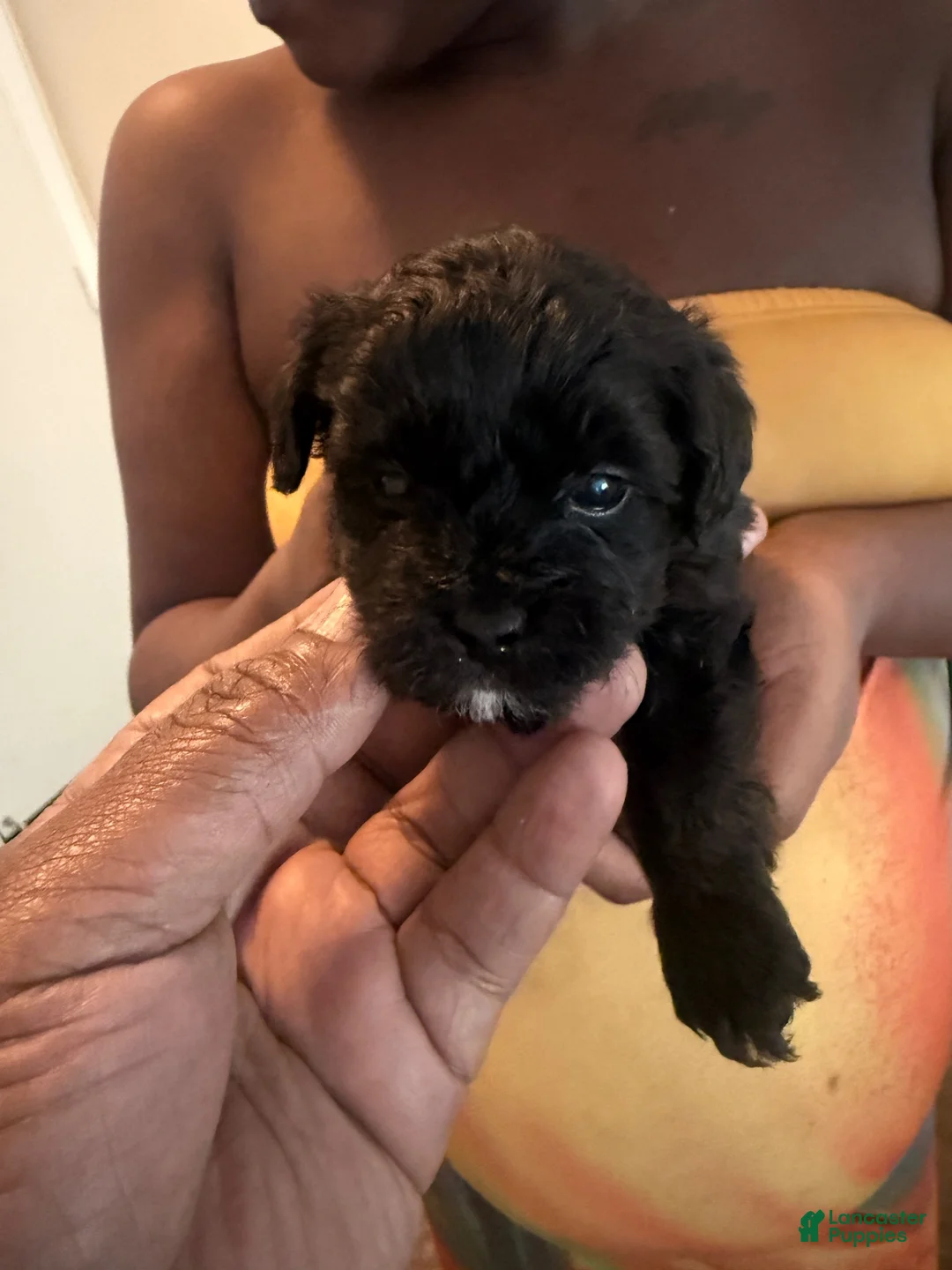 Yorkiepoo dogs for sale: Yorkiepoo 3 - Ad 8