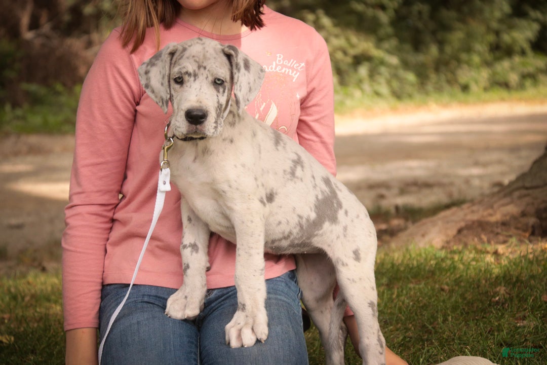 Great Dane