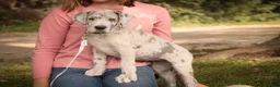 Great Dane dogs for sale: Beatrice Great Dane  - Ad 10