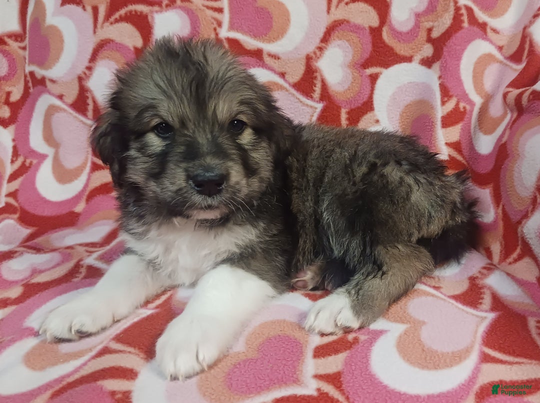 Mixed Breed dogs for sale: Romeo - Ad 2