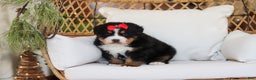 Bernese Mountain Dog dogs for sale: Princess Star - Ad 15