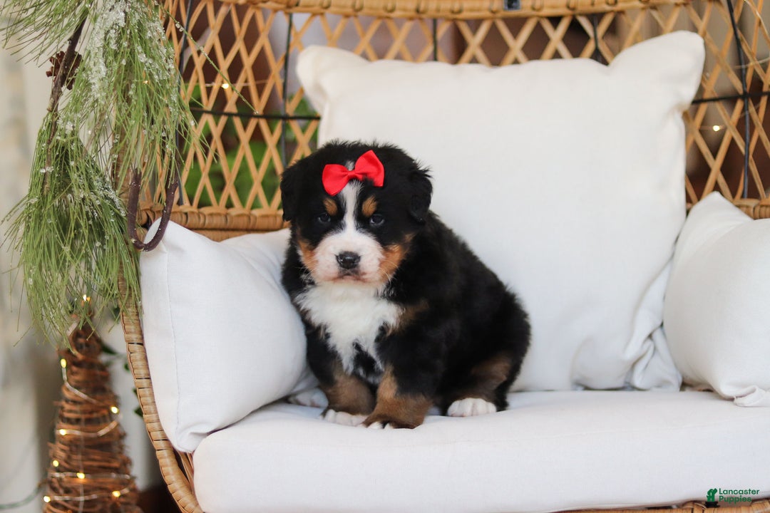 Bernese Mountain Dog dogs for sale: Princess Star - Ad 15