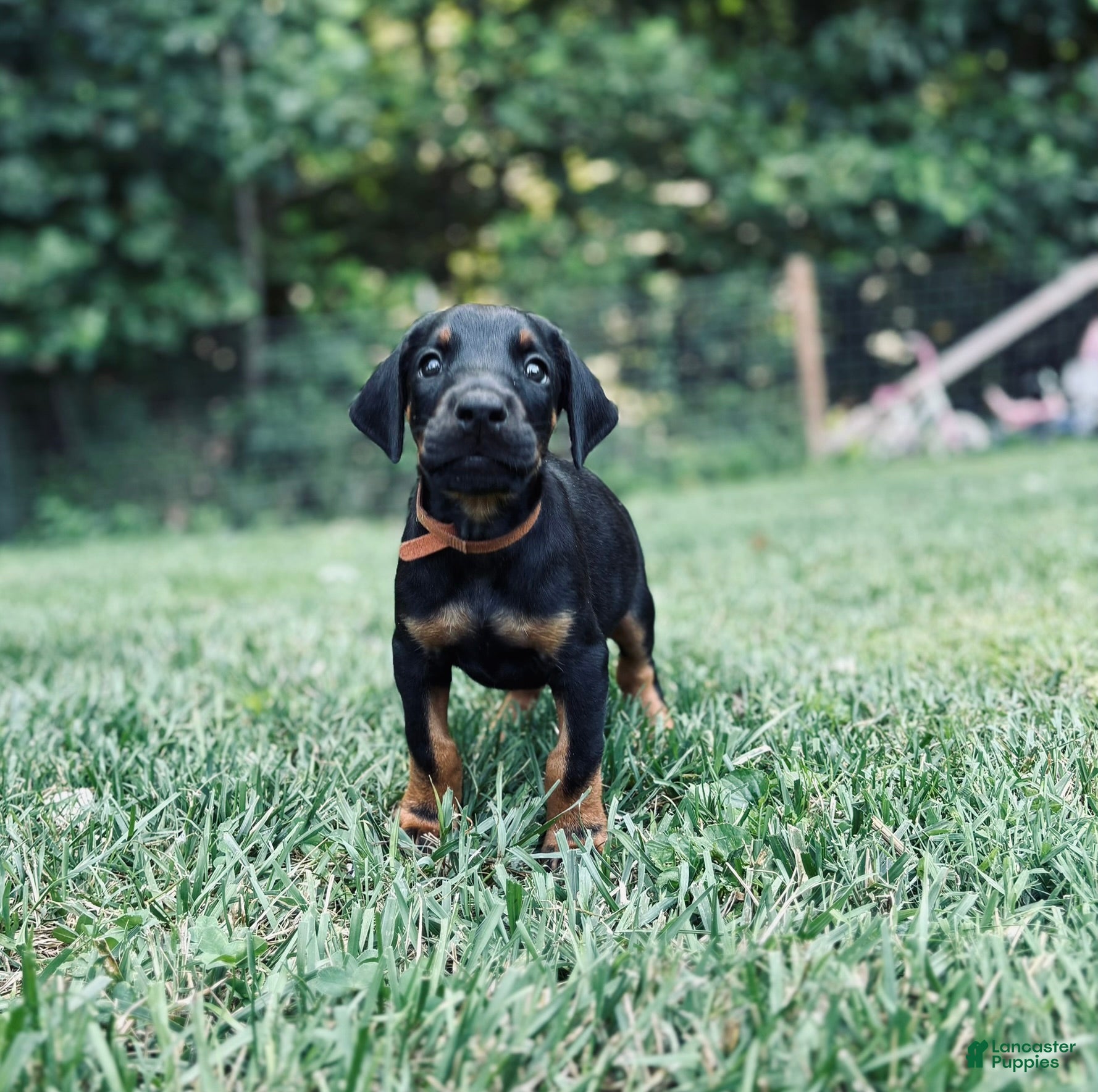 Doberman Pinscher dogs Kodiak - Ad 2