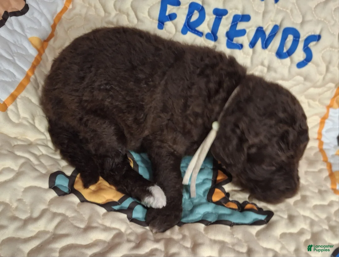Labradoodle dogs for sale: Gardenia - Ad 2