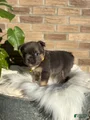 French Bulldog Puppy 9