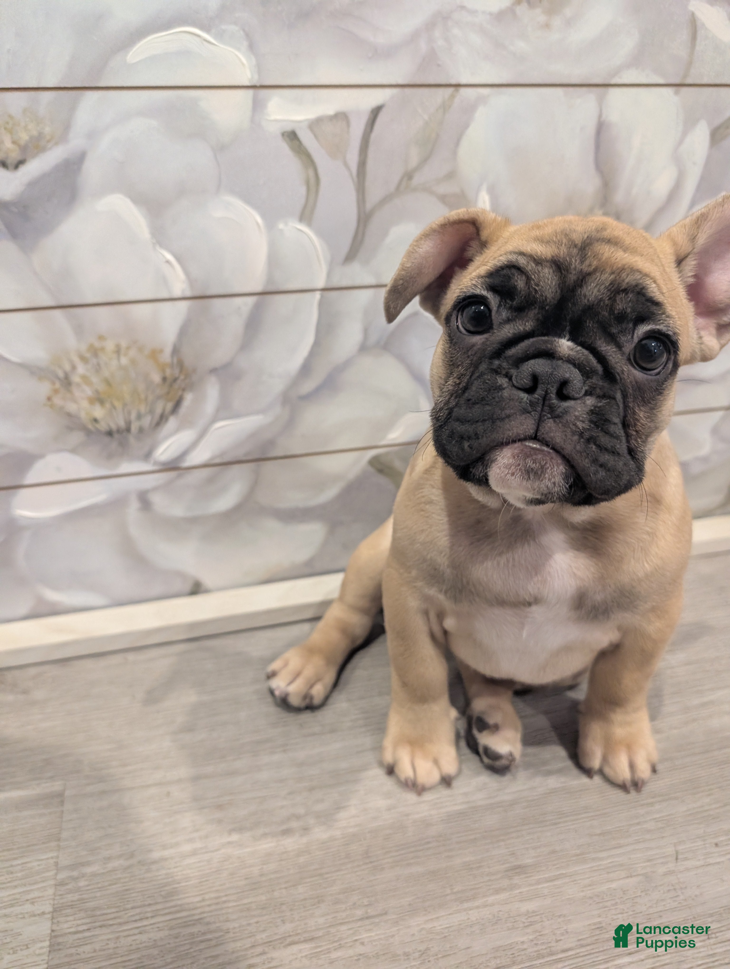 French Bulldog dogs French Bulldog Girl - Ad 34