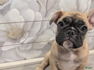French Bulldog dogs French Bulldog Girl - Ad 34