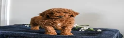 Standard Poodle dogs for sale: Valentine - Ad 2