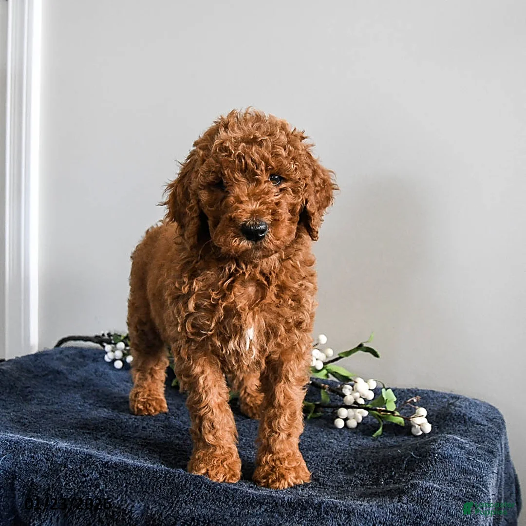 Standard Poodle dogs for sale: Valentine - Ad 2