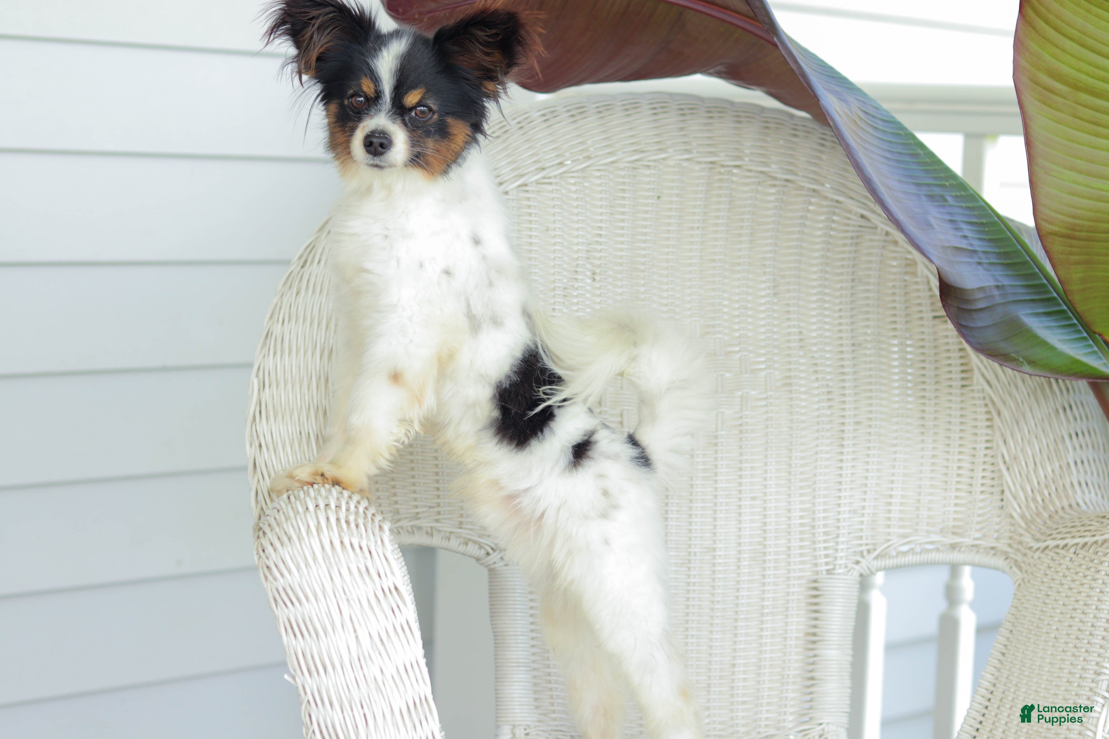 Gizmo