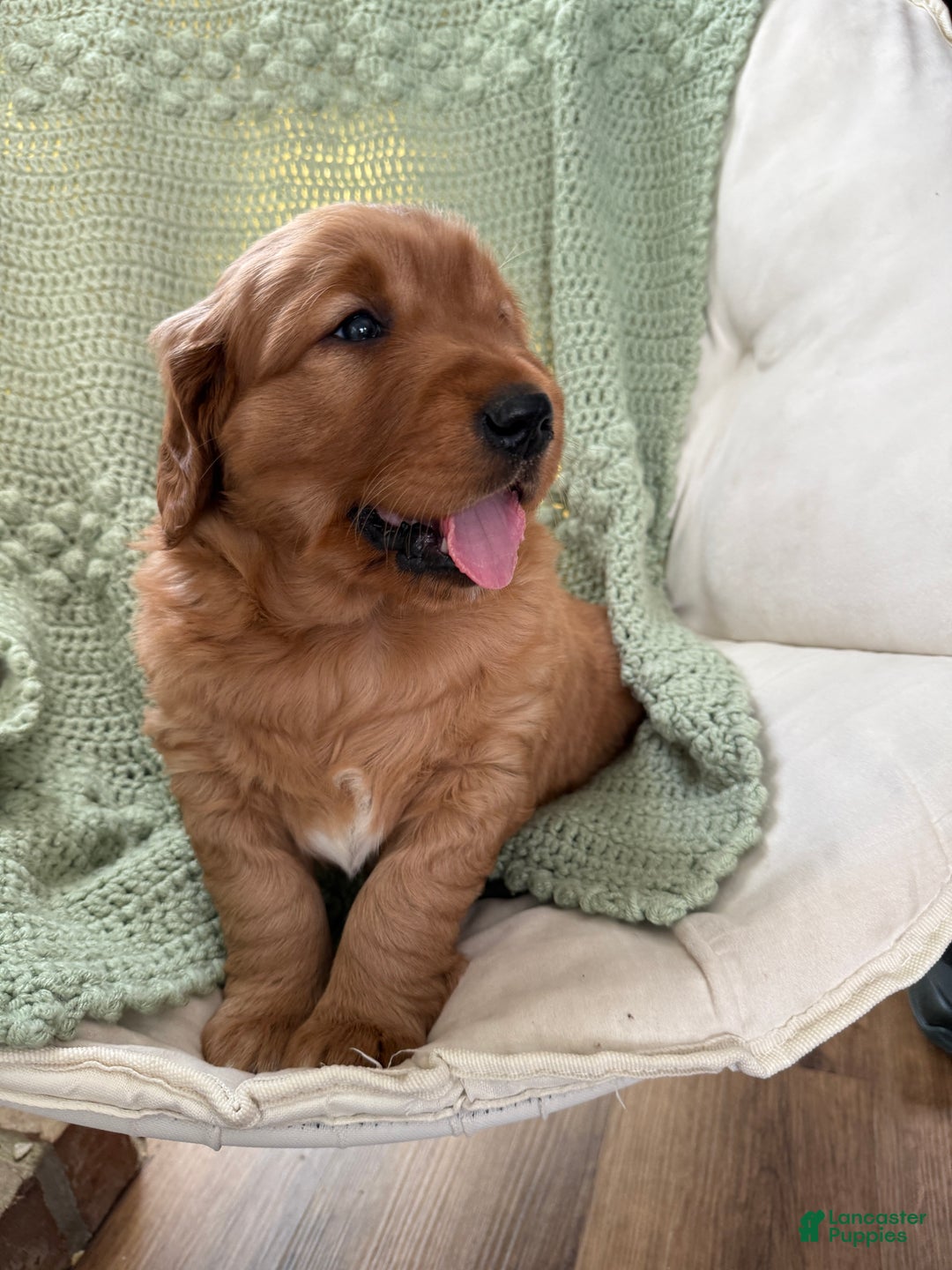 Golden Retriever dogs for sale: Scout - Ad 3