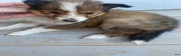 Shetland Sheepdog dogs for sale: Sylvana - Ad 1
