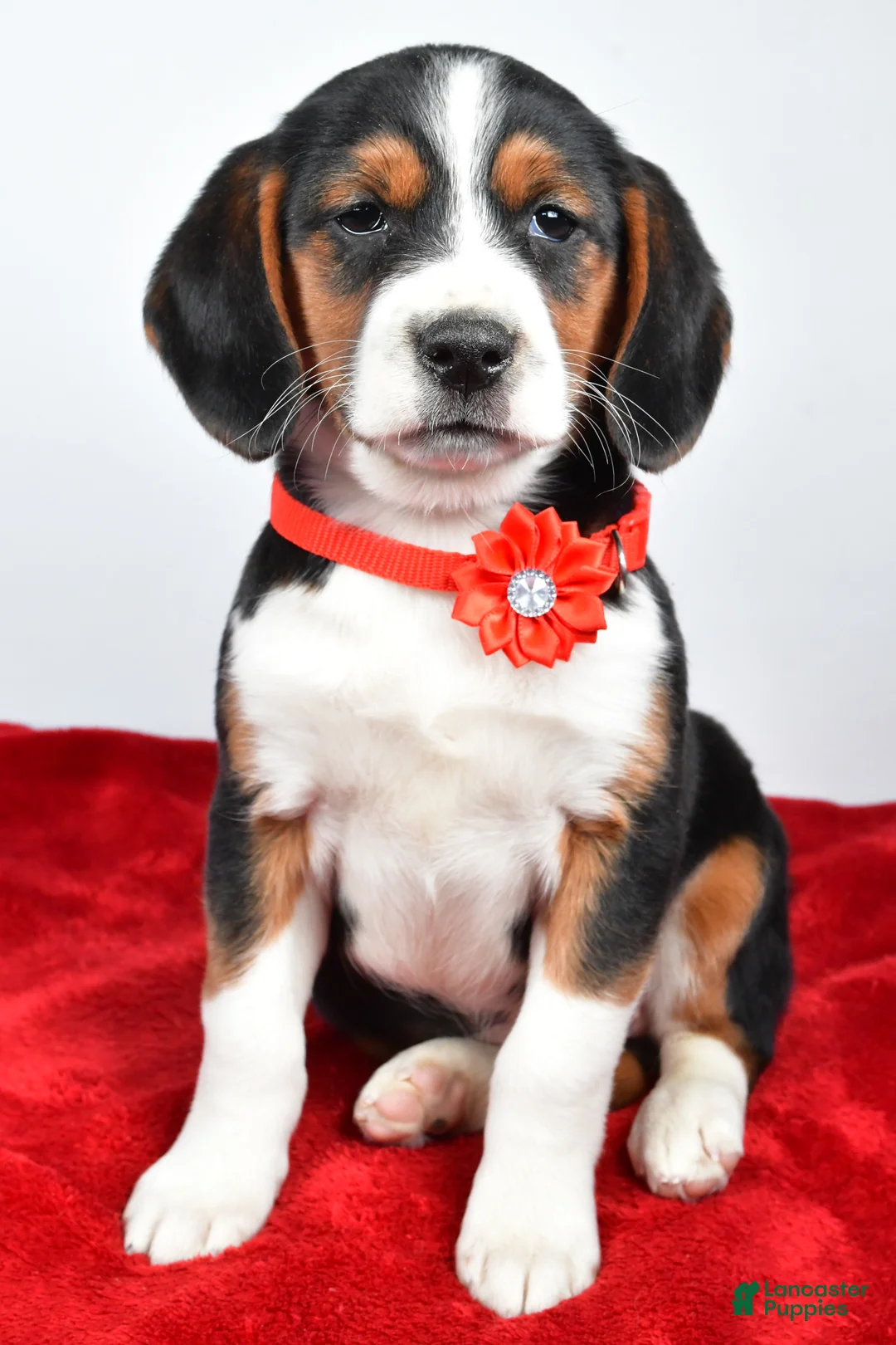 Mixed Breed dogs for sale: Tiny - Ad 8