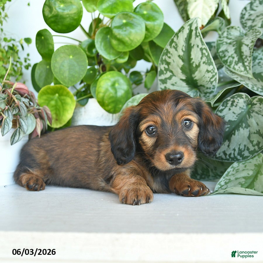 Miniature Dachshund dogs for sale: Donald  - Ad 2