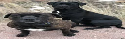 Cane Corso dogs for sale: Cane Corso Puppy 8 - Ad 3