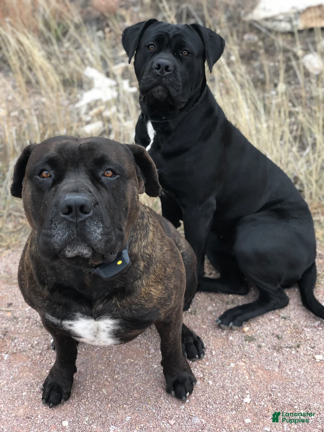 Cane Corso dogs for sale: Cane Corso Puppy 8 - Ad 3