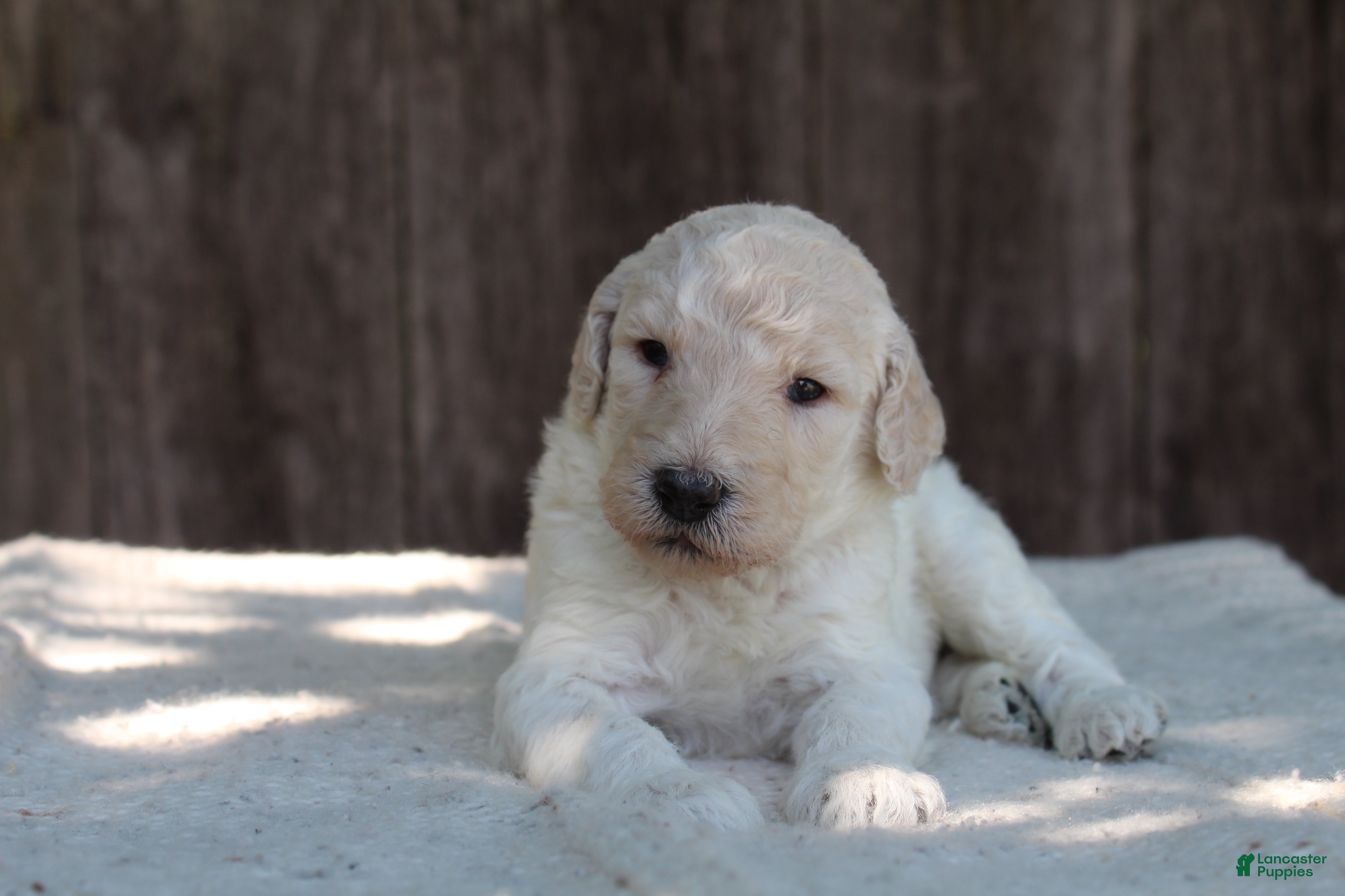 Standard Poodle dogs for sale: River AKC Standard Poodle  - Ad 8