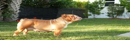 English Bulldog dogs for sale: Scarlet - Ad 3