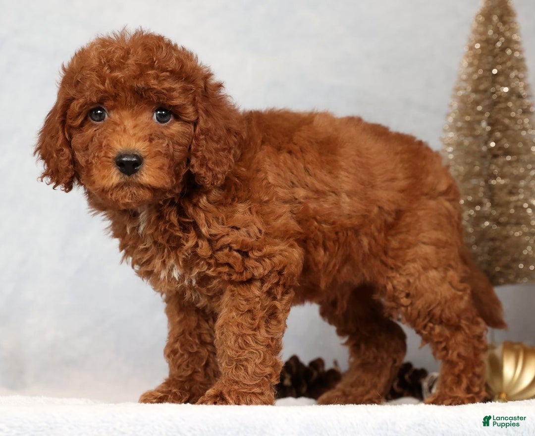 Miniature Poodle dogs for sale: Stuart - Ad 6