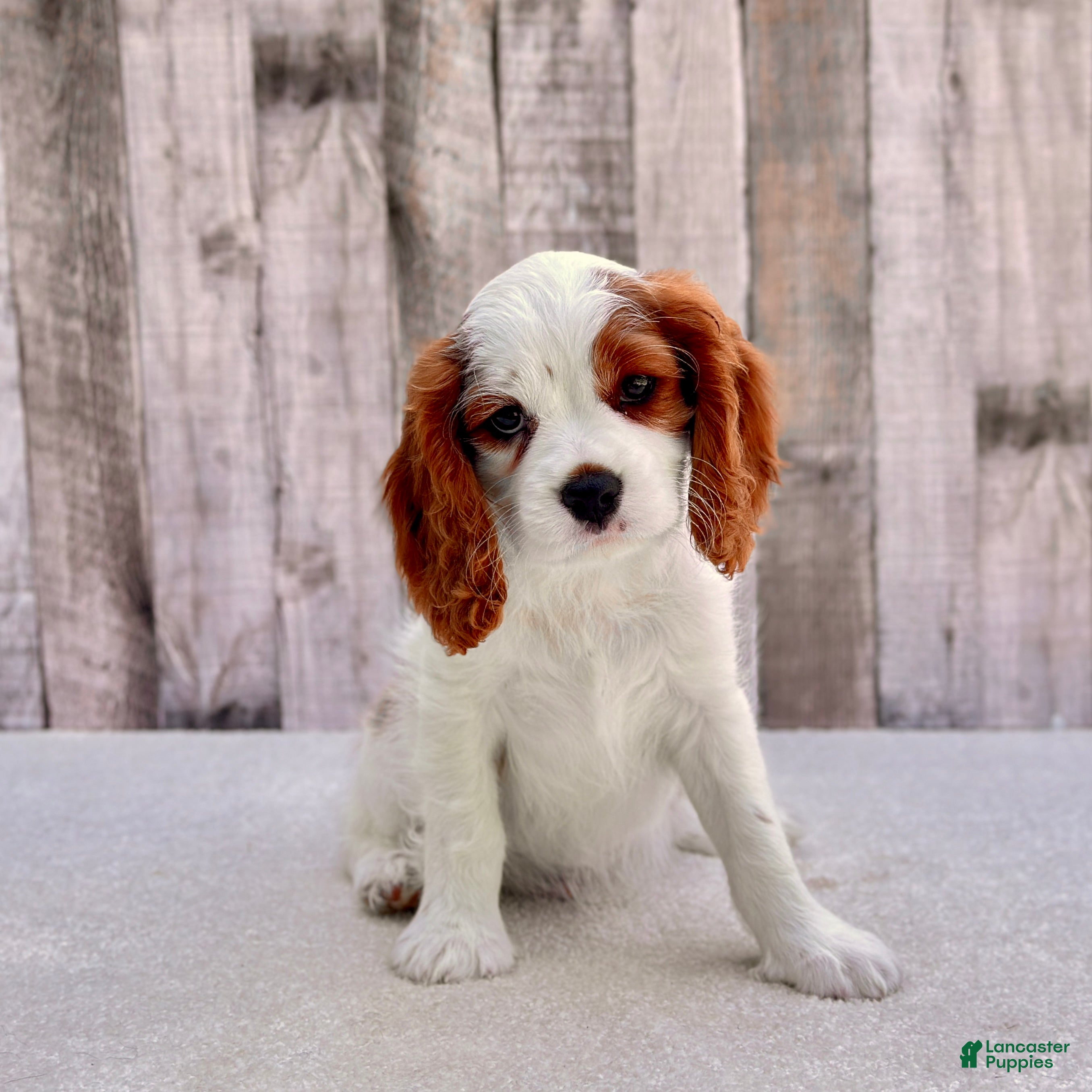 Cavalier King Charles Spaniel dogs Milo - Ad 2