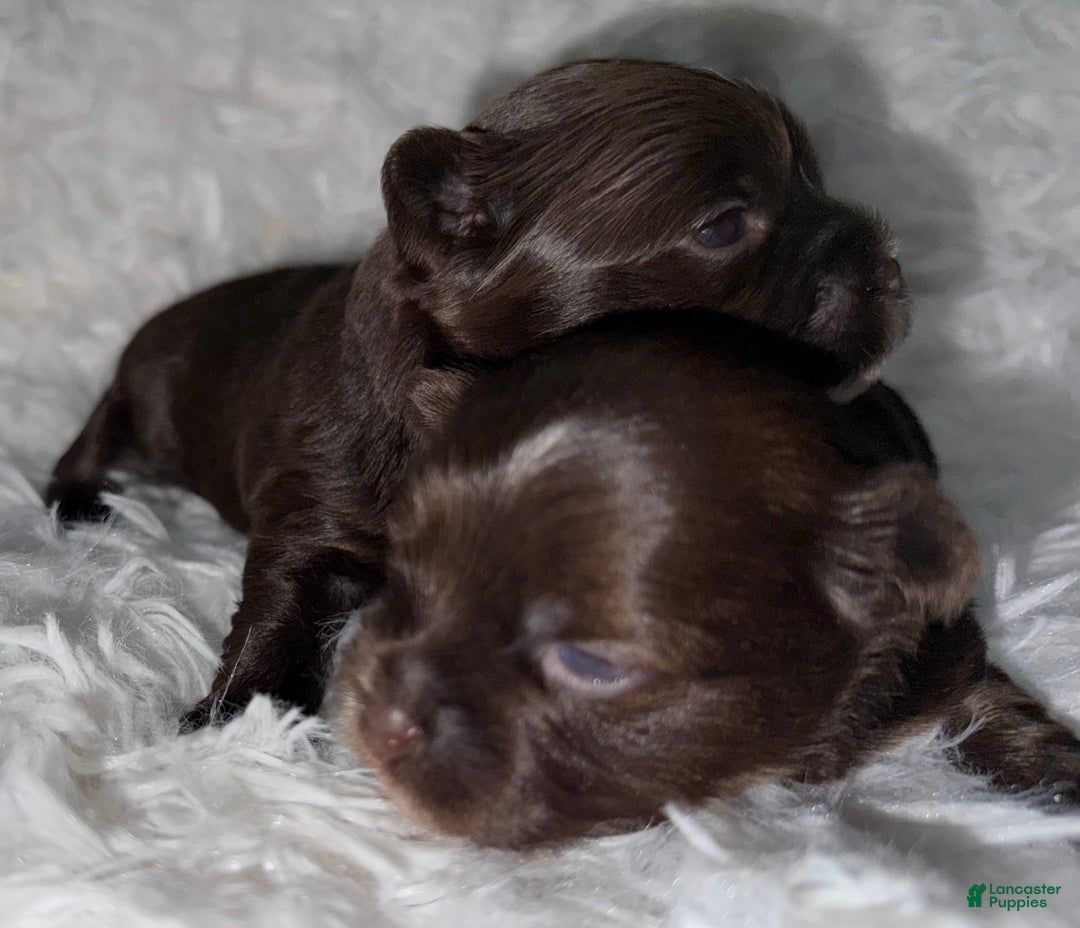 Yorkshire Terrier dogs for sale: Snickers  - Ad 1